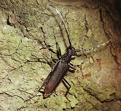 Heldbock (Foto: Archiv Naturschutz LfULG, H. Rank)