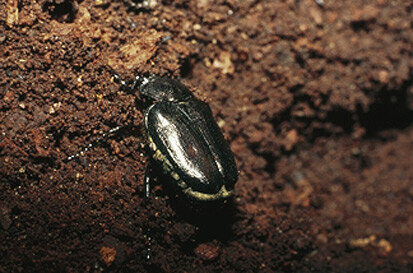 Eremit (Foto: Archiv Naturschutz LfULG, J. Lorenz)