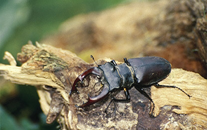 Hirschkäfer - Männchen (Foto: Archiv Naturschutz LfULG, A. Ihl)