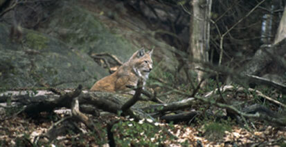 Der Luchs ist in Sachsen wieder heimisch geworden (Foto: Archiv Naturschutz LfULG, H. Rank)