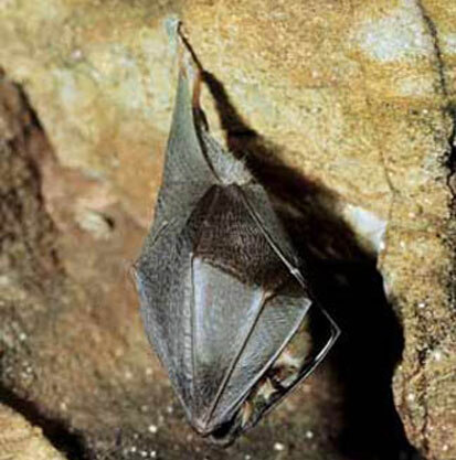 Kleine Hufeisennase (Foto: Archiv Naturschutz LfULG, M. Wilhelm)