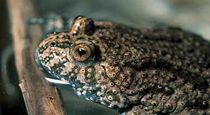 Rotbauchunke (Foto: Archiv Naturschutz LfULG, A. Gebauer)