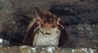Bechsteinfledermaus mit weggeklapptem Ohr (Foto: Archiv Naturschutz LfULG, R. Klenk)