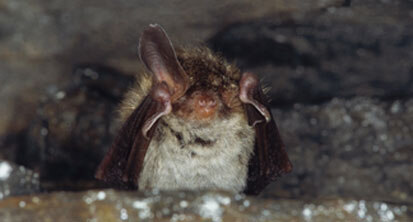 Bechsteinfledermaus mit weggeklapptem Ohr (Foto: Archiv Naturschutz LfULG, R. Klenk)