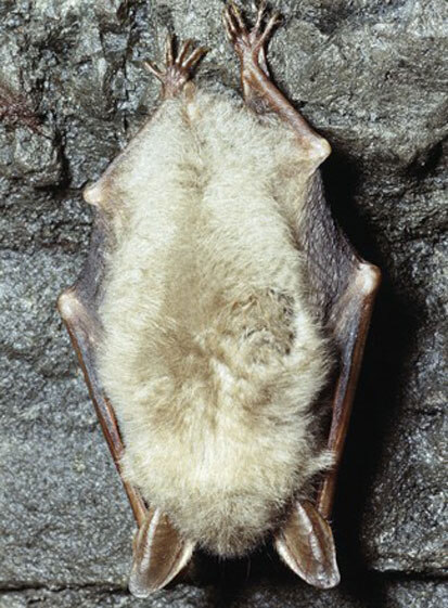 Mausohr, an einer Wand hängend (Foto: Archiv Naturschutz LfULG, J. Gebhardt)