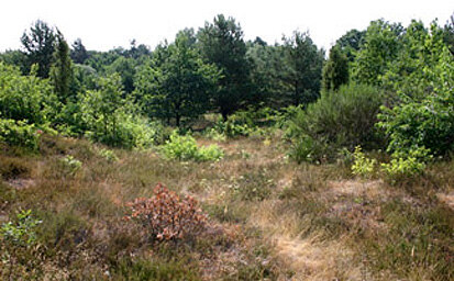 Wacholderheide bei Sprey (Foto: Archiv Naturschutz LfULG, C. Hettwer)