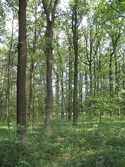Eichenwald im NSG Trebendorfer Tiergarten (Foto: Archiv Naturschutz LfULG, A. Ihl)