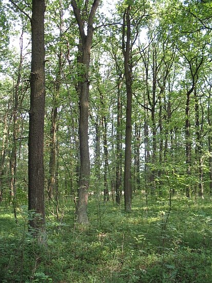 Eichenwald im NSG Trebendorfer Tiergarten (Foto: Archiv Naturschutz LfULG, A. Ihl)