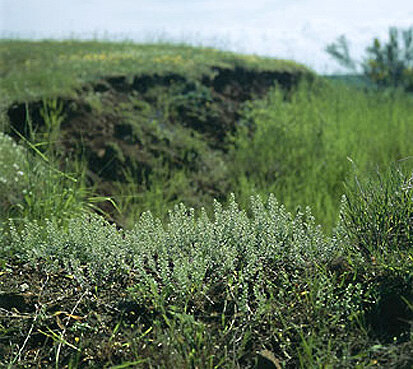 Kelch-Steinkraut (Foto: W. Böhnert, Archiv Naturschutz LfULG)