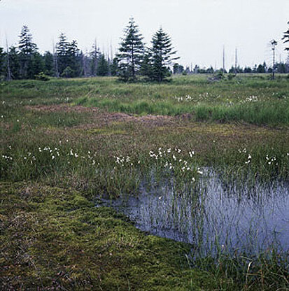 Torfstichvermoorung mit Moosbeere und Schmalblättrigem Wollgras (Foto: W. Böhnert, Archiv Naturschutz LfULG)