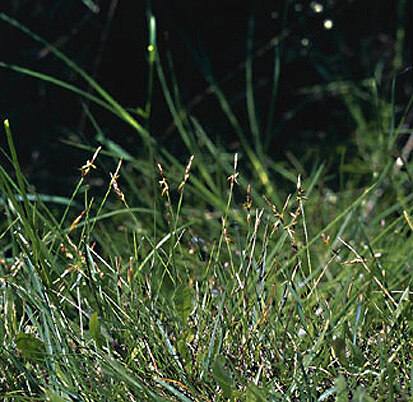 Floh-Segge (Foto: W. Böhnert, Archiv Naturschutz LfULG)