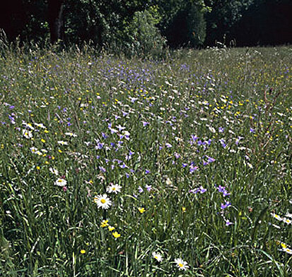 Glatthafer-Frischwiese (Foto: W. Fiedler, Archiv Naturschutz LfULG)