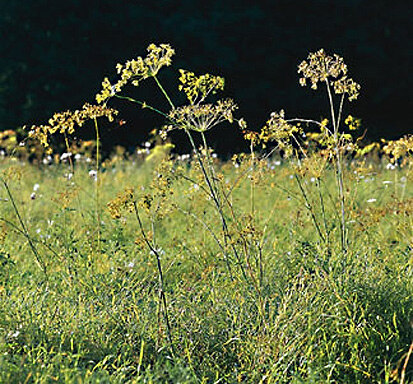 Stromtalwiese mit Echtem Haarstrang (Foto: W. Böhnert, Archiv Naturschutz LfULG)