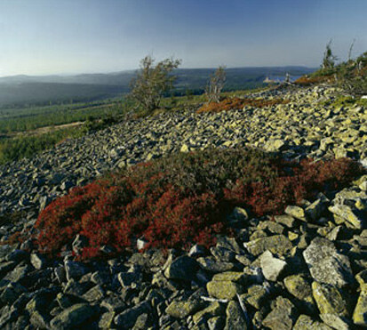 Blockhalde mit Beersträuchern (Foto: W. Böhnert, Archiv Naturschutz LfULG)