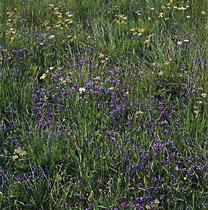 Kreuzblümchen-Borstgras-Magerrasen im Osterzgebirge (Foto: W. Böhnert, Archiv Naturschutz LfULG)
