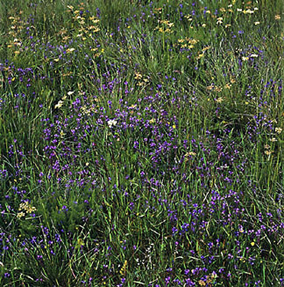 Kreuzblümchen-Borstgras-Magerrasen im Osterzgebirge (Foto: W. Böhnert, Archiv Naturschutz LfULG)