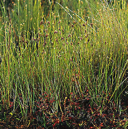 Braunes Schnabelried (Foto: W. Böhnert, Archiv Naturschutz LfULG)