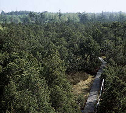 Bergkiefern-Moorwald im Georgenfelder Hochmoor (Foto: U. Zöphel, Archiv Naturschutz LfULG)