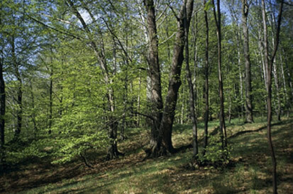 Eichen-Hainbuchen- Trockenwald (Foto: S. Slobodda, Archiv Naturschutz LfULG)