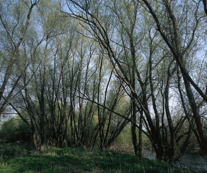 Weidengebüsche am Mulde-Altwasser (Foto: W. Fiedler, Archiv Naturschutz LfULG)