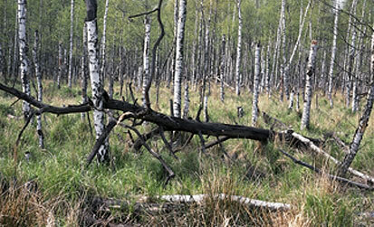 Totholz im Birkenmoorwald (Foto: J. Hennersdorf, Archiv Naturschutz LfULG)