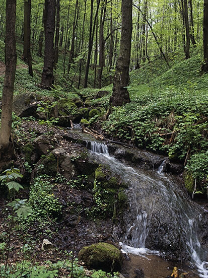 Schluchtwald im Spaargrund (Foto: G. Fünfstück, Archiv Naturschutz LfULG)