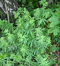 Glattes Wald-Labkraut (Galium schultesii) (Foto: C. Hettwer)