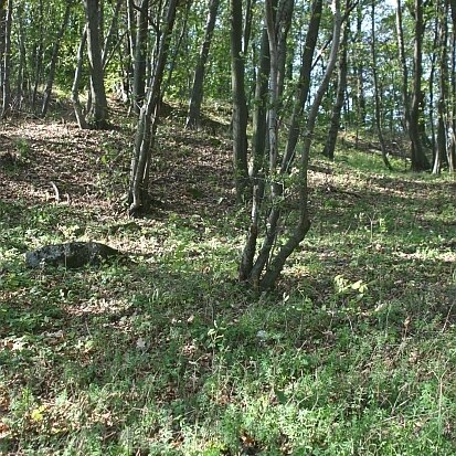 Pannonischer Eichen-Hainbuchenwald mit Galium schultesii (Foto: Archiv Naturschutz LfULG, C. Hettwer)