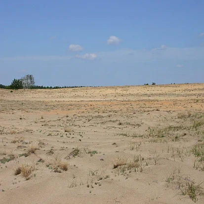 Offene Binnendüne (Foto: Archiv Naturschutz LfULG, C. Hettwer)