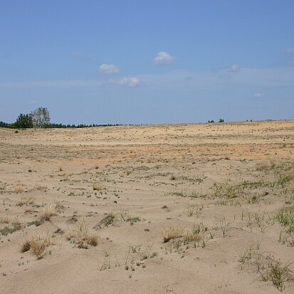 Offene Binnendüne (Foto: Archiv Naturschutz LfULG, C. Hettwer)