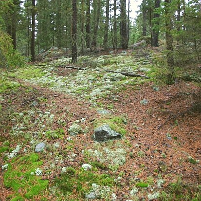 Flechten-Kiefernwald im Elstergebirge (Foto: Archiv Naturschutz LfULG, C. Hettwer)