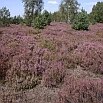 Lebensraum Heiden (G. Fünfstück, Archiv, LfUG)