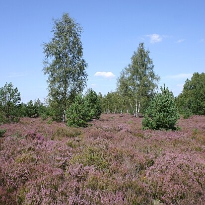 Heidelandschaft; Truppenübungsplatz Oberlausitz (Foto: C. Hettwer, Archiv Naturschutz LfULG)