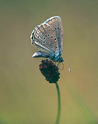 Heller Wiesenknopf-Ameisenbläuling (Maculinea teleius) (Foto: Archiv Naturschutz LfULG, J. Settele)