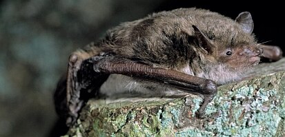 Teichfledermaus (Foto: E. Grimmberger)