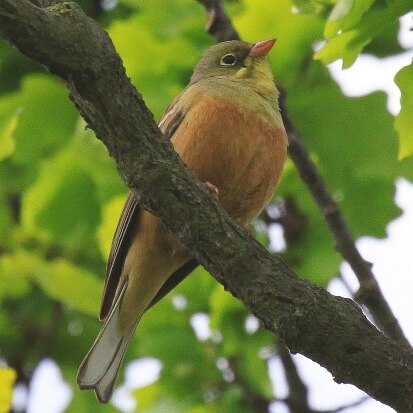 Ortolan