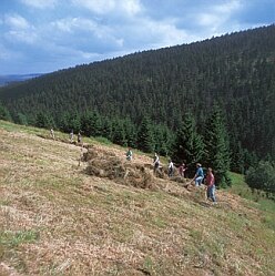 Wiesenpflege durch Handarbeit (Foto: R. Francke, Archiv Naturschutz LfULG) 