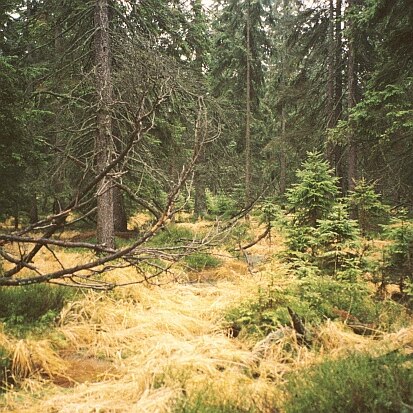 Fichtenmoorwald im FFH-Gebiet Erzgebirgskamm am Großen Kranichsee (Foto: Archiv Naturschutz LfULG, S. Slobodda)