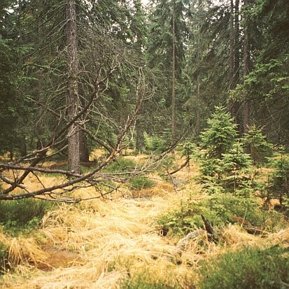 Fichtenmoorwald im FFH-Gebiet Erzgebirgskamm am Großen Kranichsee (Foto: Archiv Naturschutz LfULG, S. Slobodda)