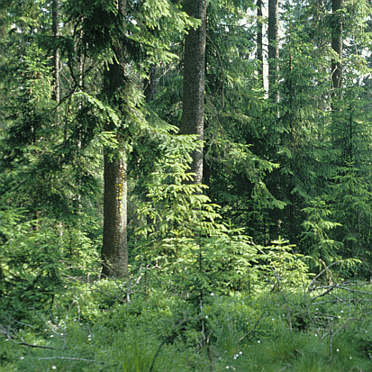 Montaner Fichtenwald im FFH-Gebiet Erzgebirgskamm am Großen Kranichsee, Wilzschgrund (Foto: Archiv Naturschutz LfULG, S. Slobodda)