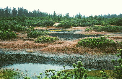 Blick auf Moorzentrum, Grosser Kranichsee (Foto: Archiv Naturschutz LfULG, S. Slobodda)