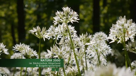 Natura 2000 im Sächsischen Hügelland und Erzgebirgsvorland