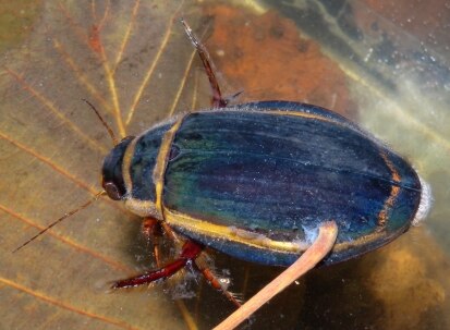 Breitrand (Foto: Archiv Naturschutz LfULG, T. Martschei)