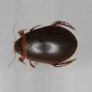 Schmalbindiger Breitflügel-Tauchkäfer