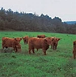 Extensive Beweidung mit speziellen Rinderrassen - Highland-Cattles im Vogtland (Foto:Archiv Naturschutz LfULG, W. Böhnert)