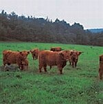 Extensive Beweidung mit speziellen Rinderrassen - Highland-Cattles im Vogtland (Foto:Archiv Naturschutz LfULG, W. Böhnert)