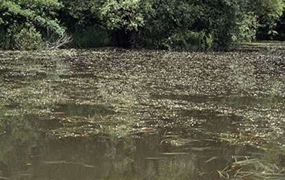 Froschkraut (Foto: Archiv Naturschutz LfULG, F. Klenke)