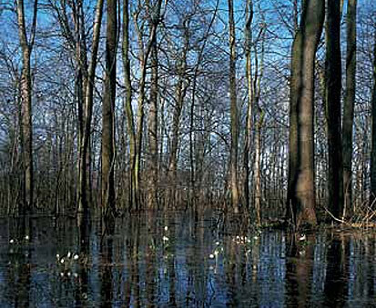 Frühjahrsüberflutung im Leipziger Auenwald (Foto: W. Fiedler, Archiv Naturschutz LfULG)