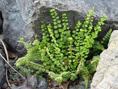 Braungrüner Streifenfarn (Asplenium adulterinum) im FND Serpentinsteinhalden Ansprung (Foto: Archiv Naturschutz LfULG, S. Jeßen)