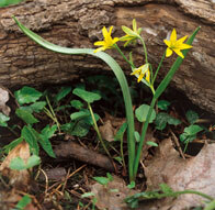 Wald-Goldstern (Foto: W. Fiedler, Archiv LfUG)